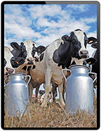 Umer Group Farm Holstein Cows Production